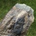 Conocoryphe sulzeri